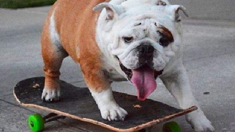 Bulldog skateboarding Bulldog skateboarding